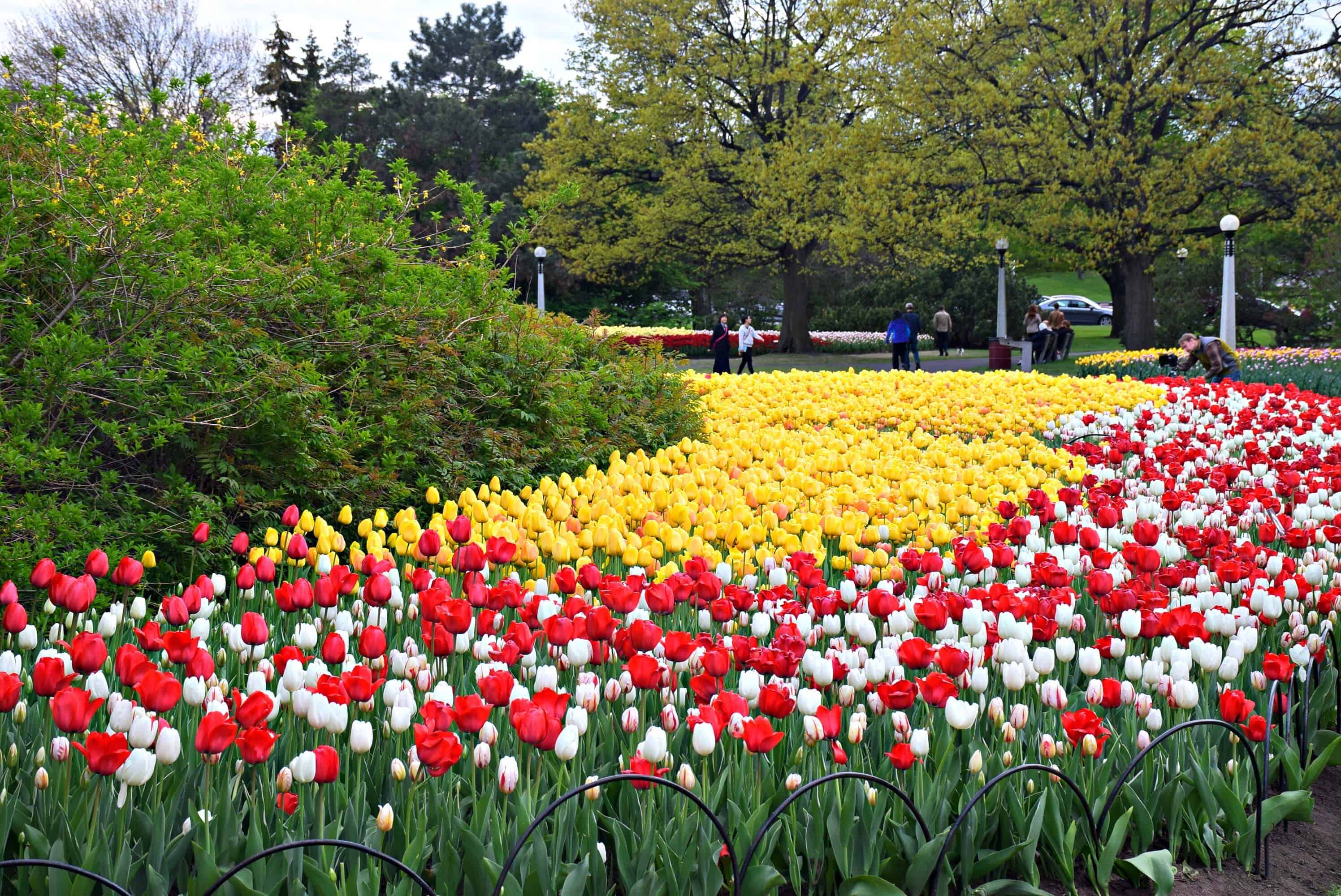PHOTOS OF THE WEEK TULIPS! Travel Bliss Now