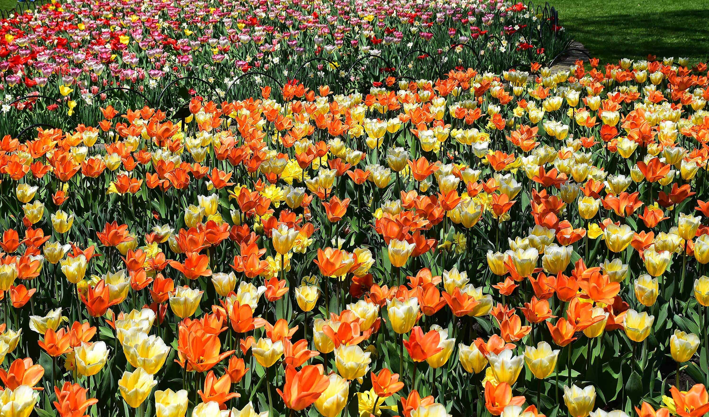 6 REASONS TO VISIT THE CANADIAN TULIP FESTIVAL IN OTTAWA Travel Bliss Now