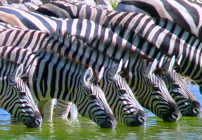 Why Namibia’s Etosha National Park Should Be On Your Dream Safari List