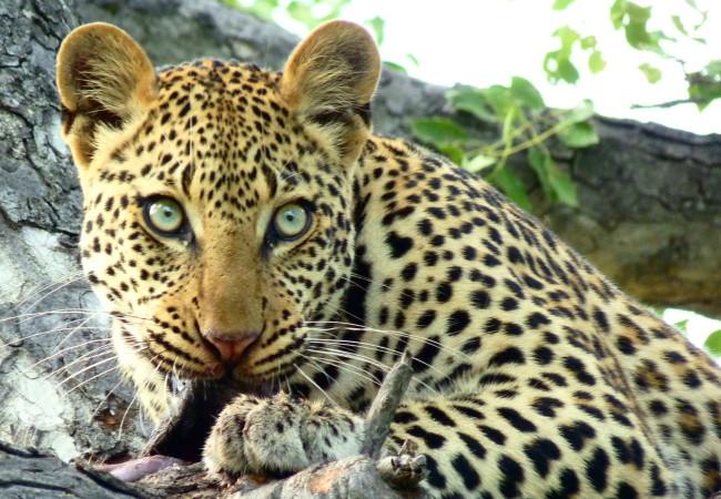 Seeing the Big 5 on Safari in South Africa with Elvis