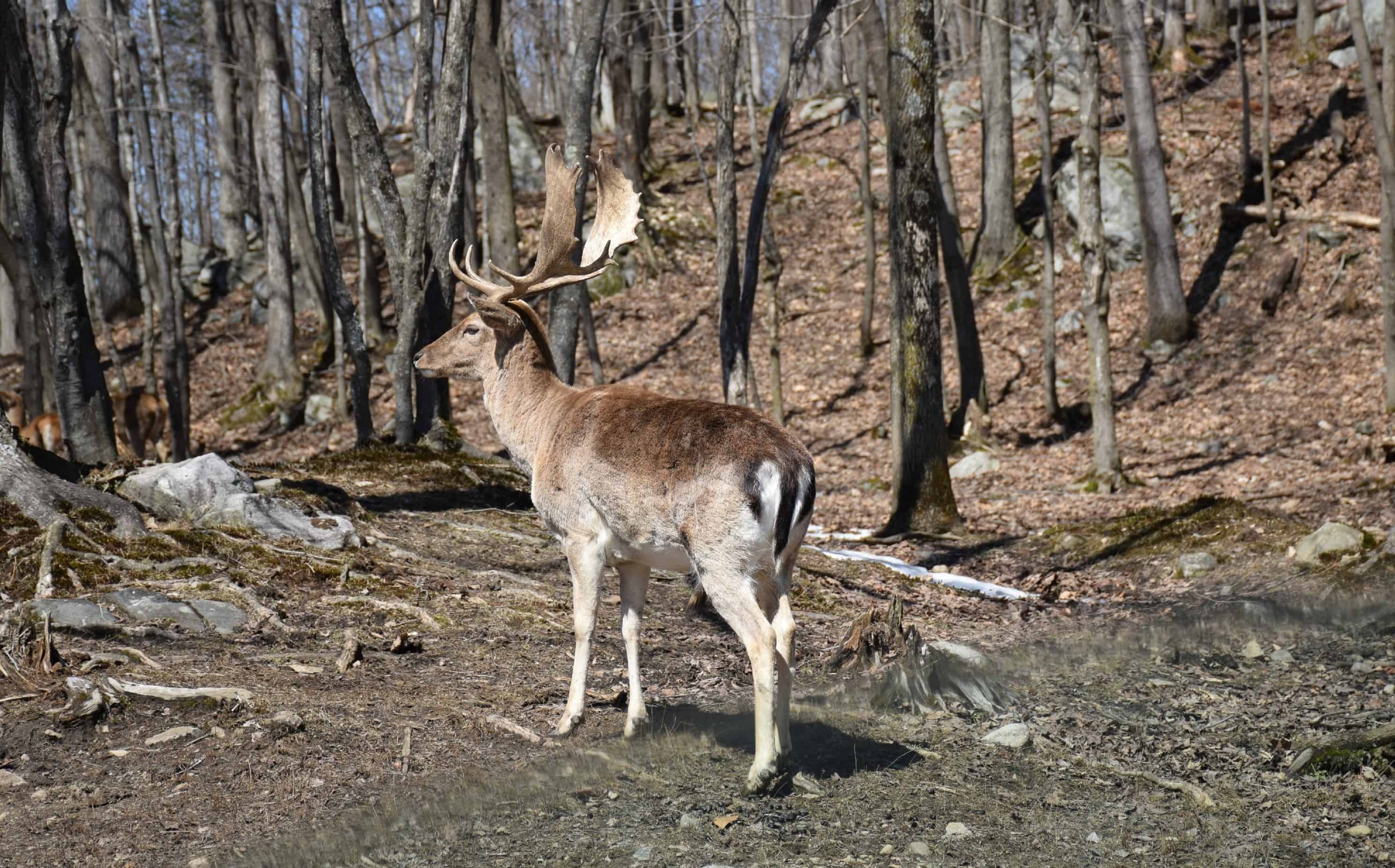 Wapiti, Parc Omega