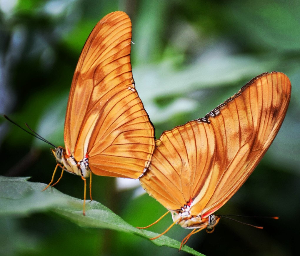 Photo of the Week:  Dance of the Butterflies