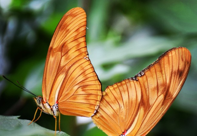 Photo of the Week:  Dance of the Butterflies