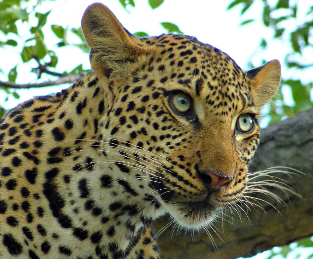 Photo of the Week:  That Leopard in Kruger