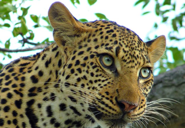 Photo of the Week:  That Leopard in Kruger