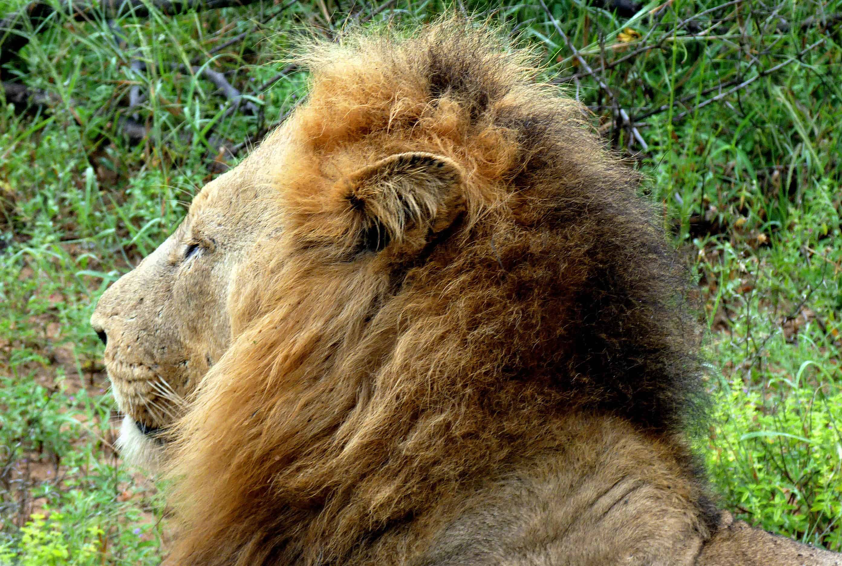 Lion in Kruger