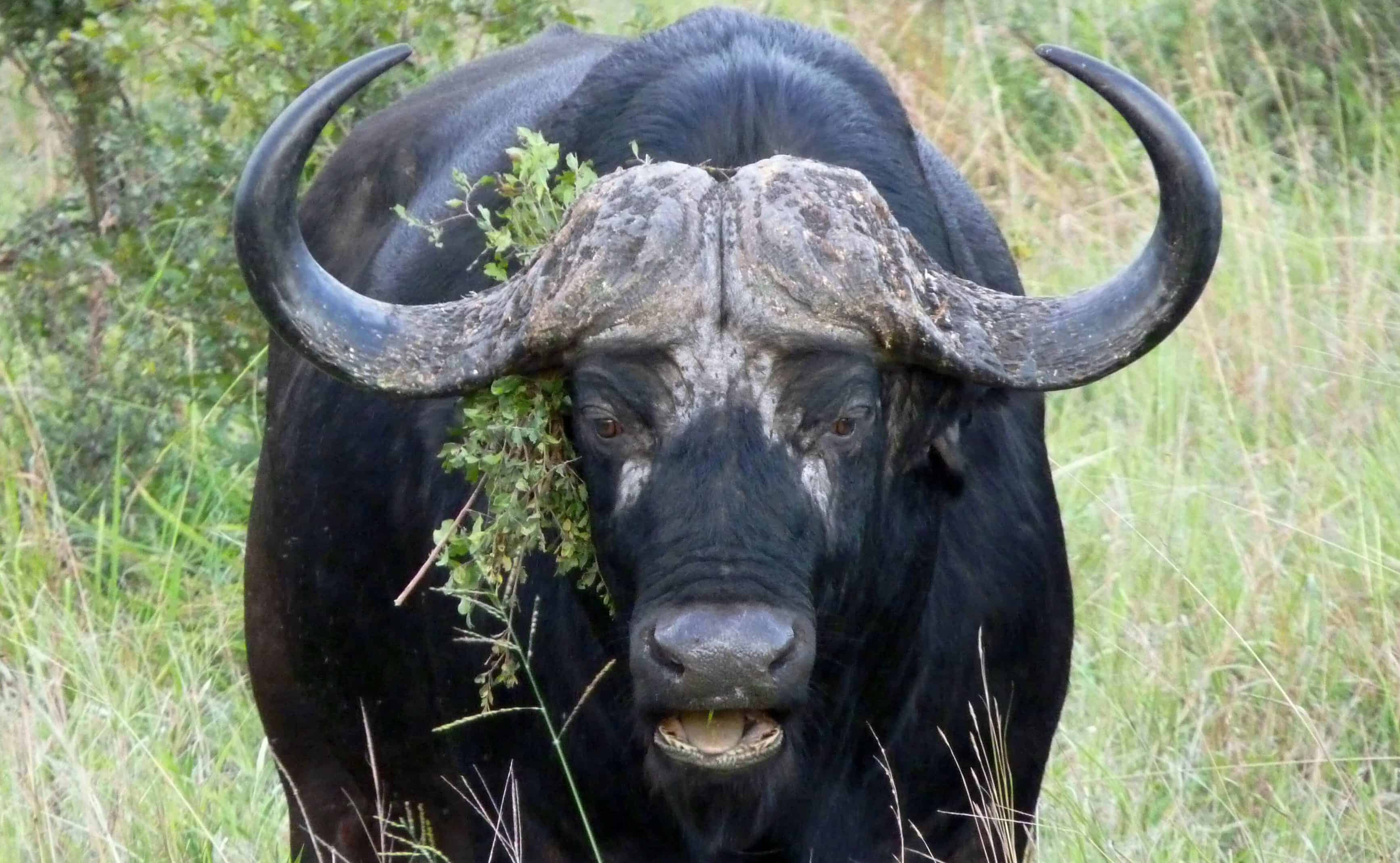 Cape Buffalo, Kruger National Park