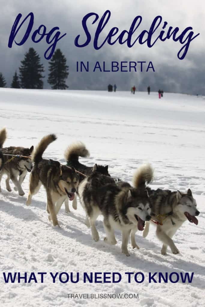 Dog sledding in Canmore