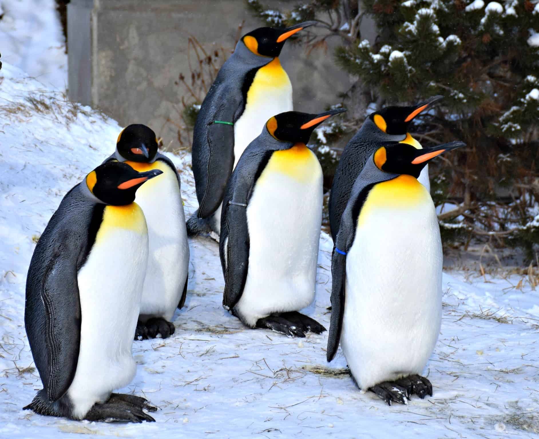 Calgary Zoo