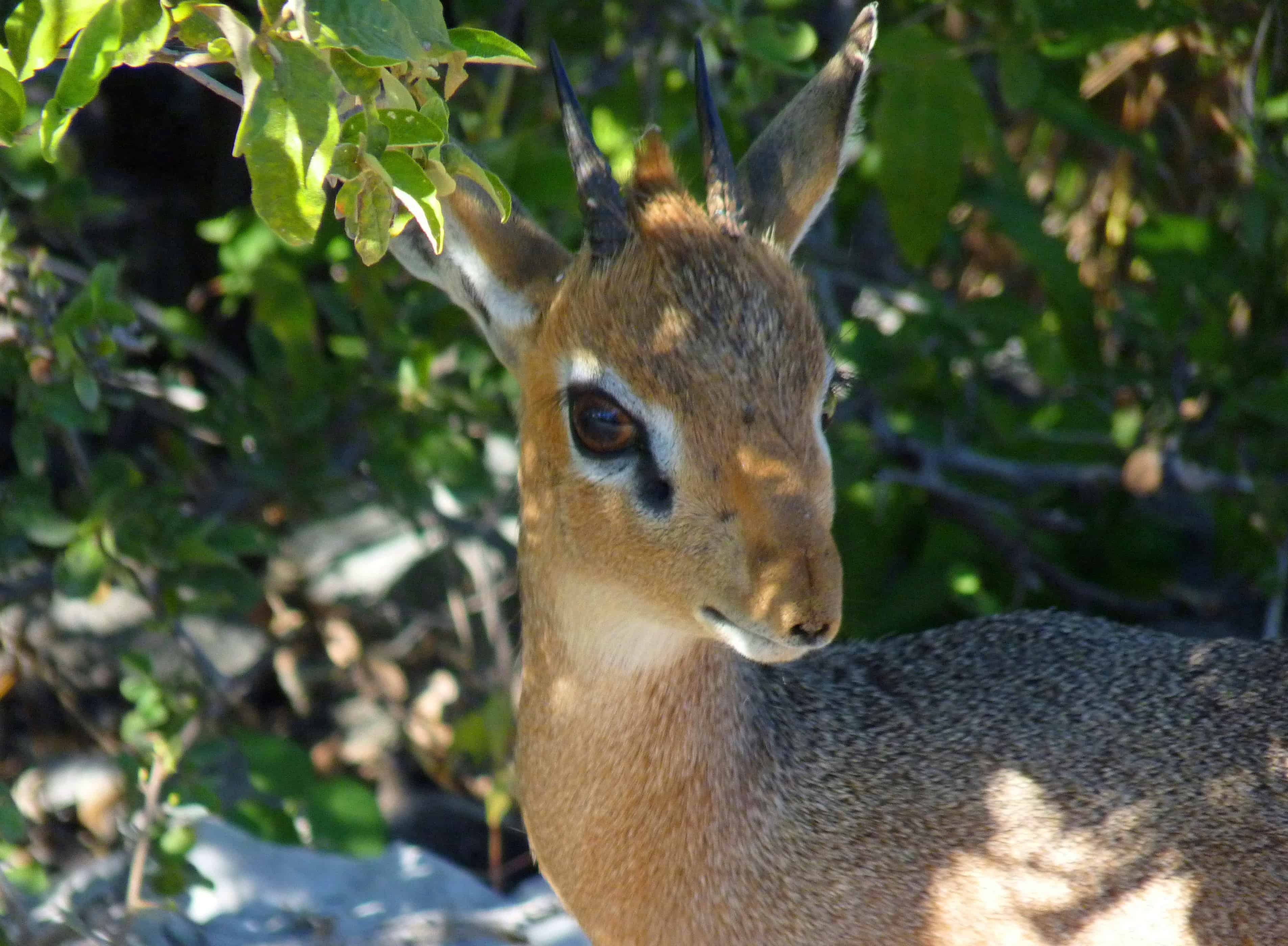 Etosha National Park