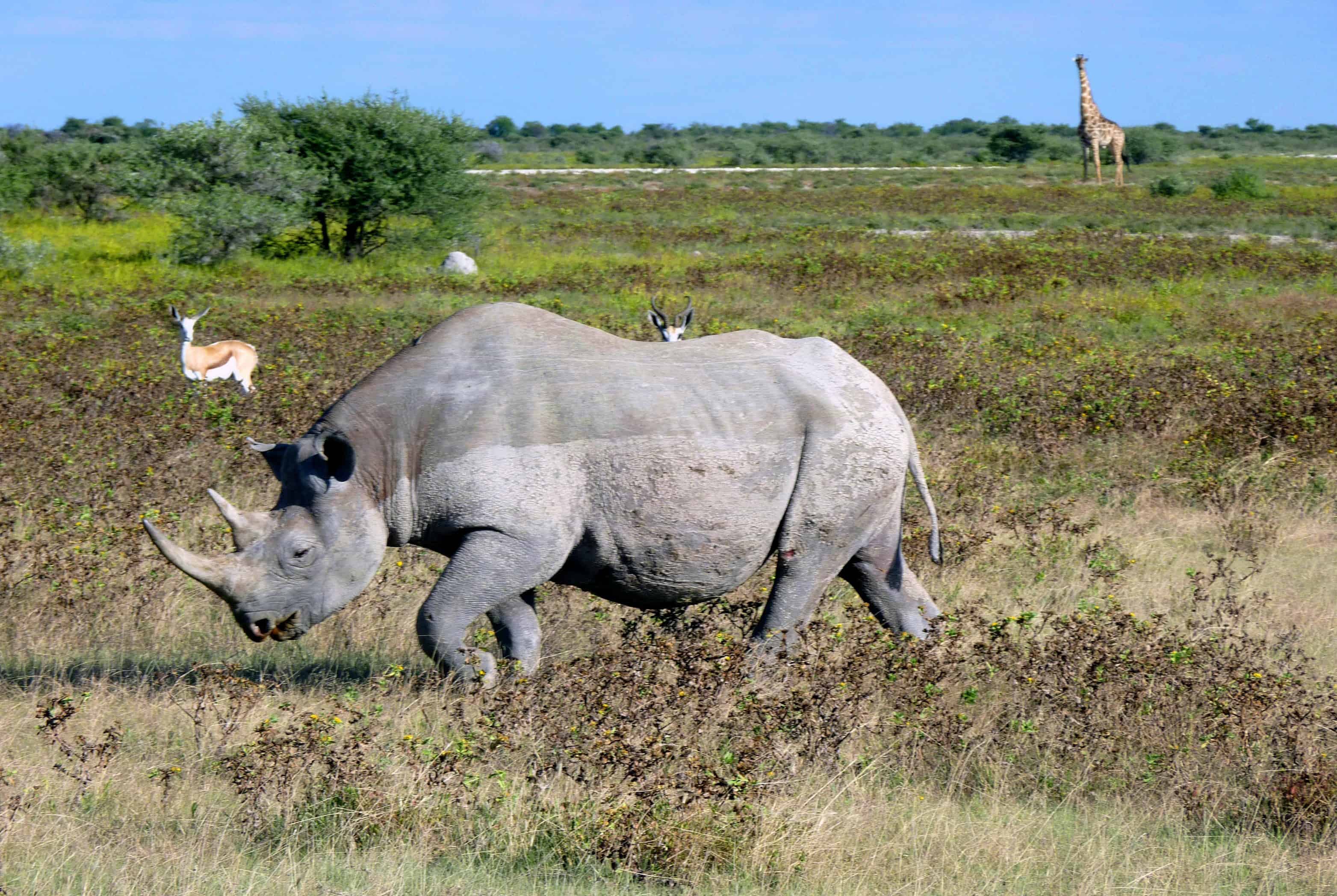 Why Namibia s Etosha National Park Should Be On Your Dream Safari List 