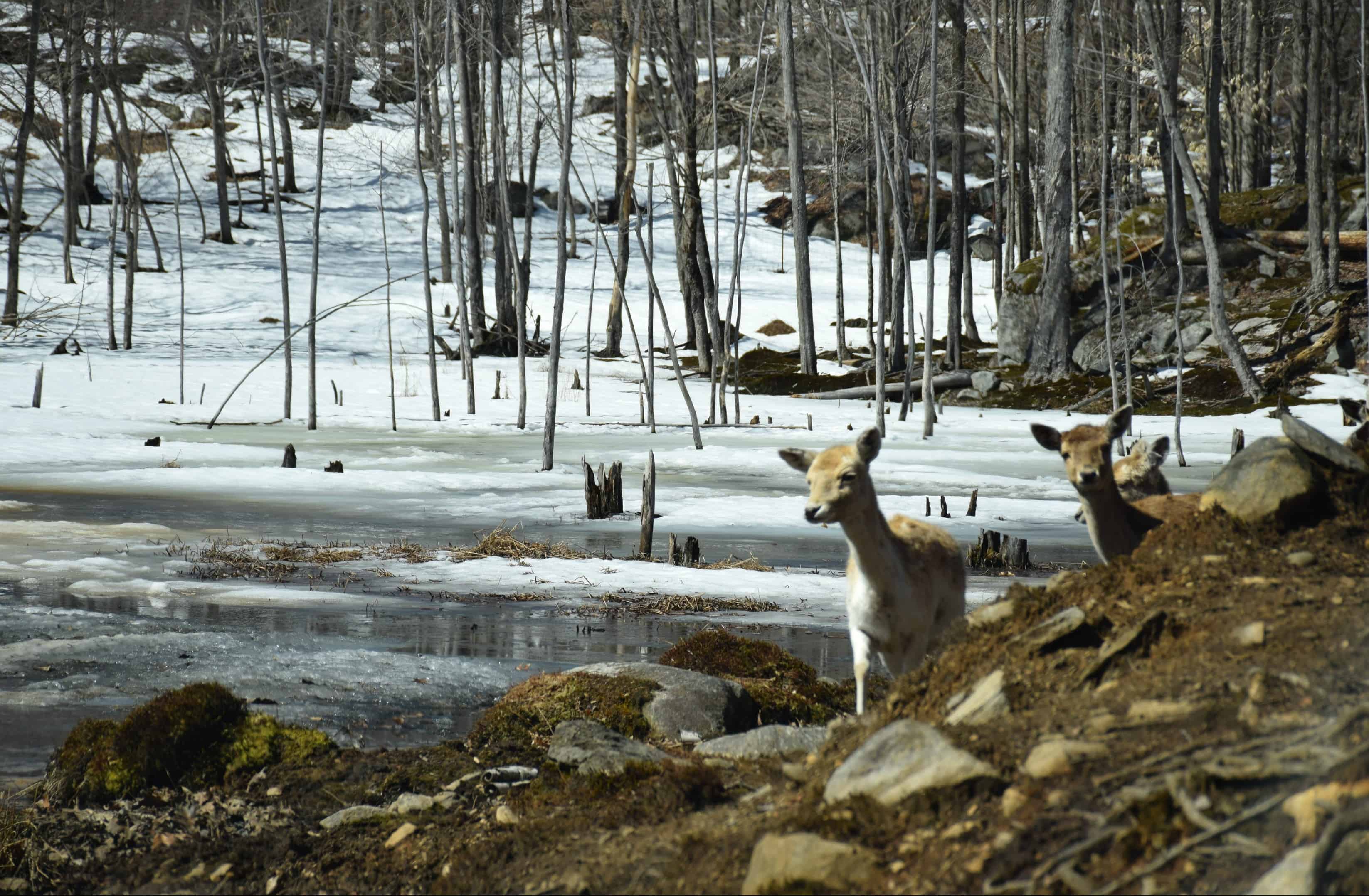 Parc Omega, Canada