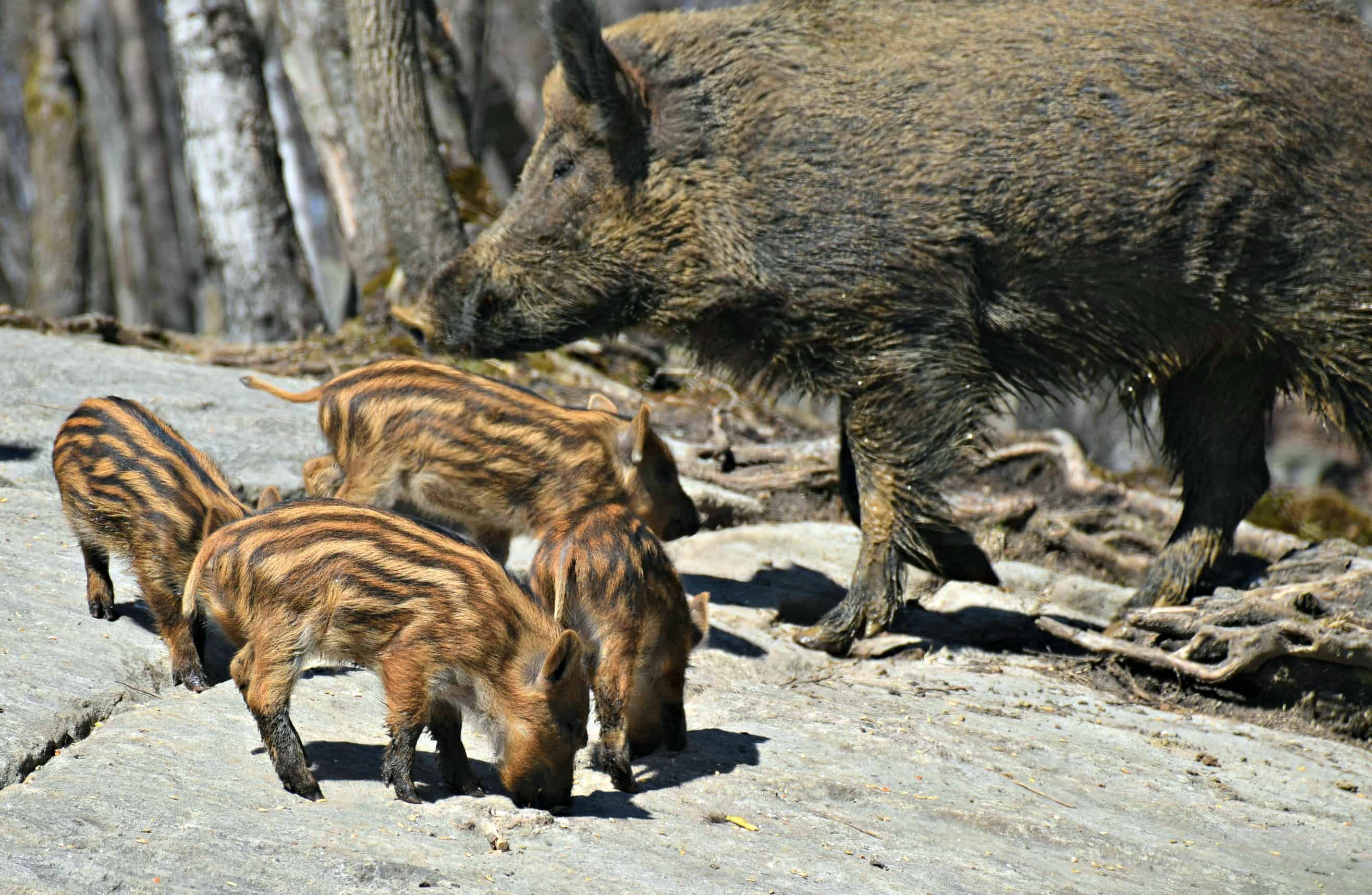 Wild Boar, Parc Omega