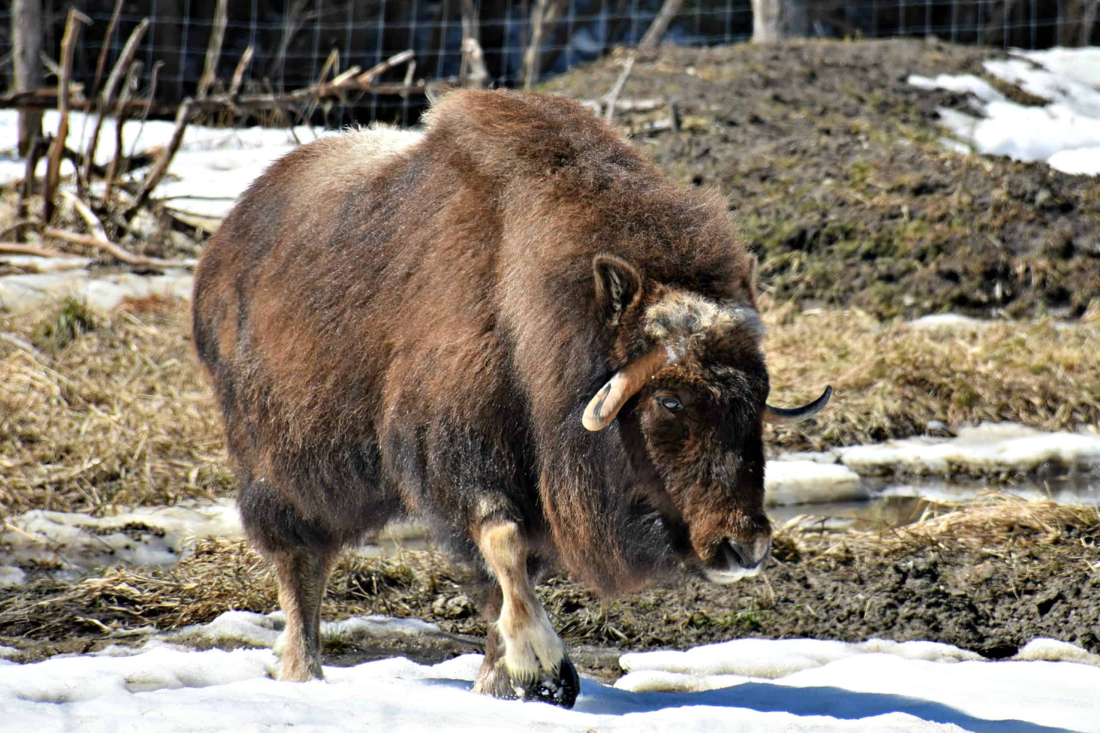Muskox, Parc Omega