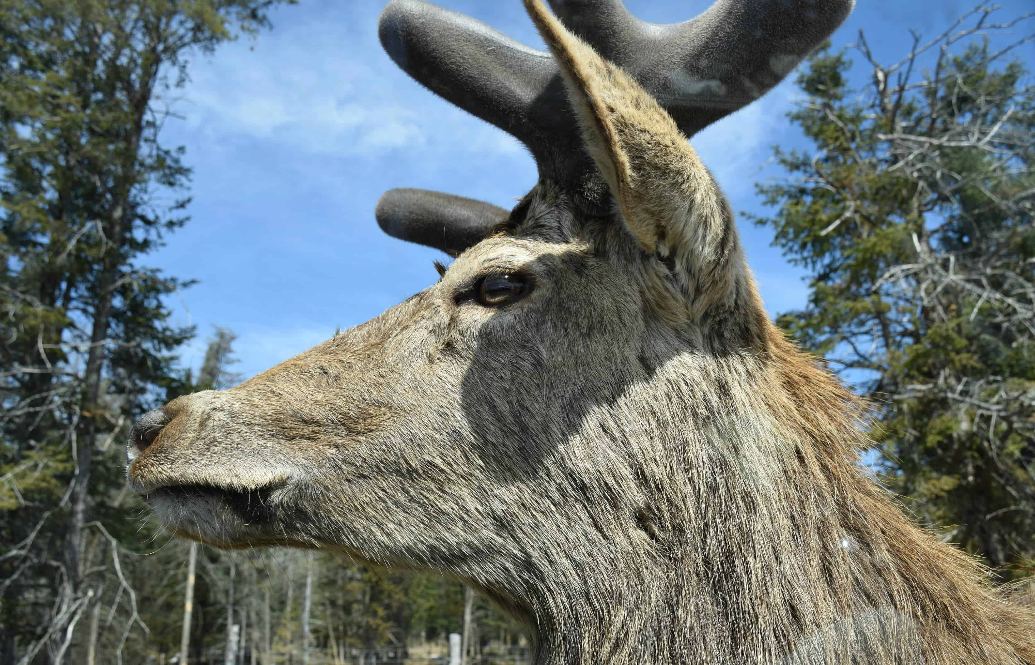 Moose, Parc Omega