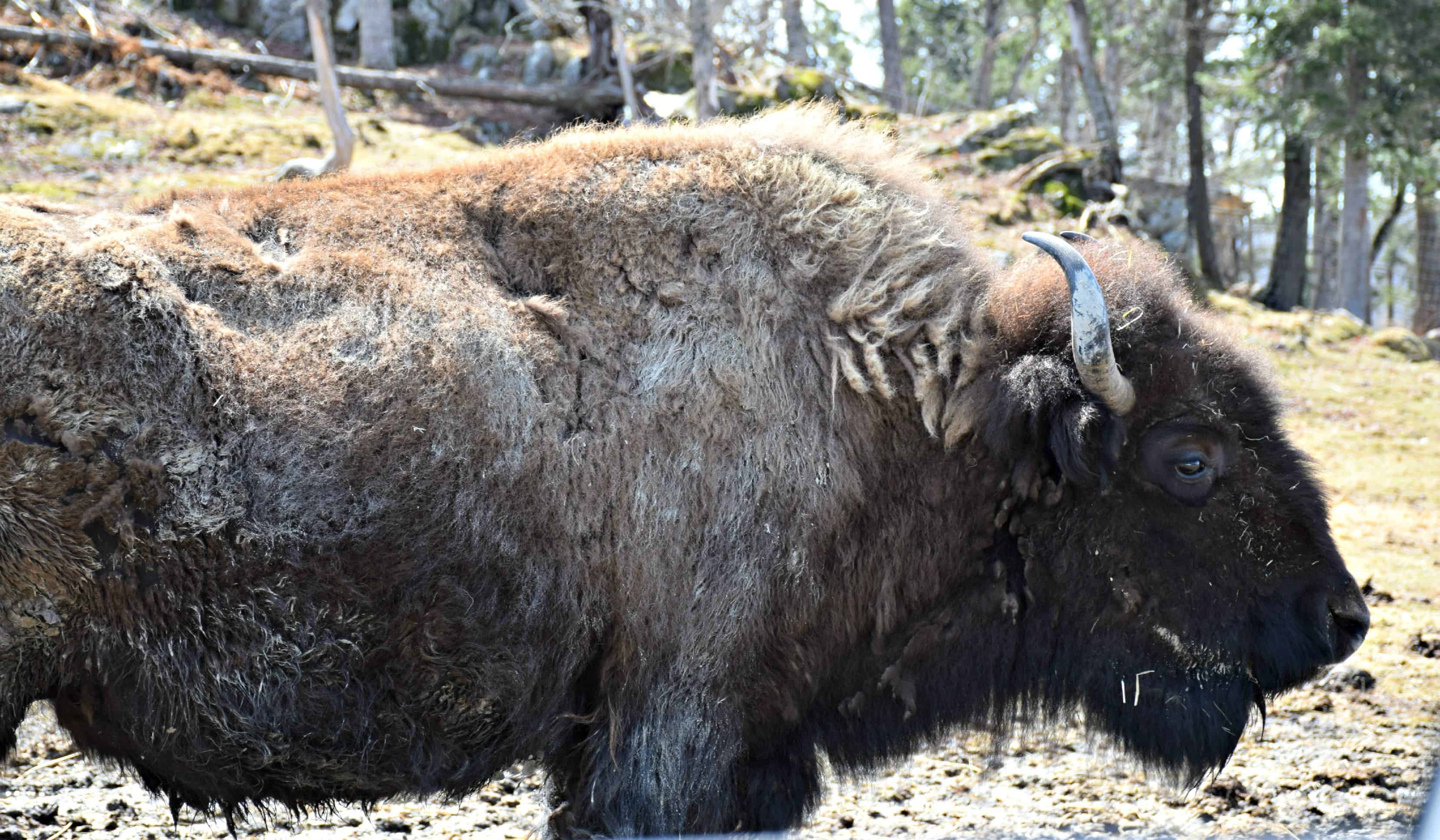 Bison, Parc Omega