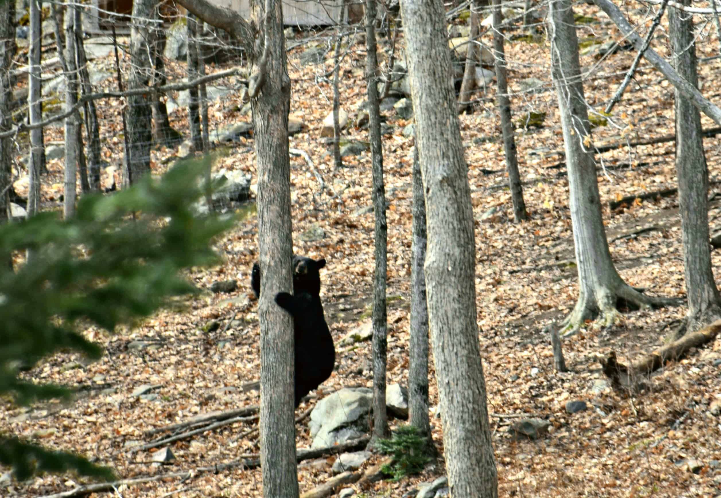 Bear, Parc Omega