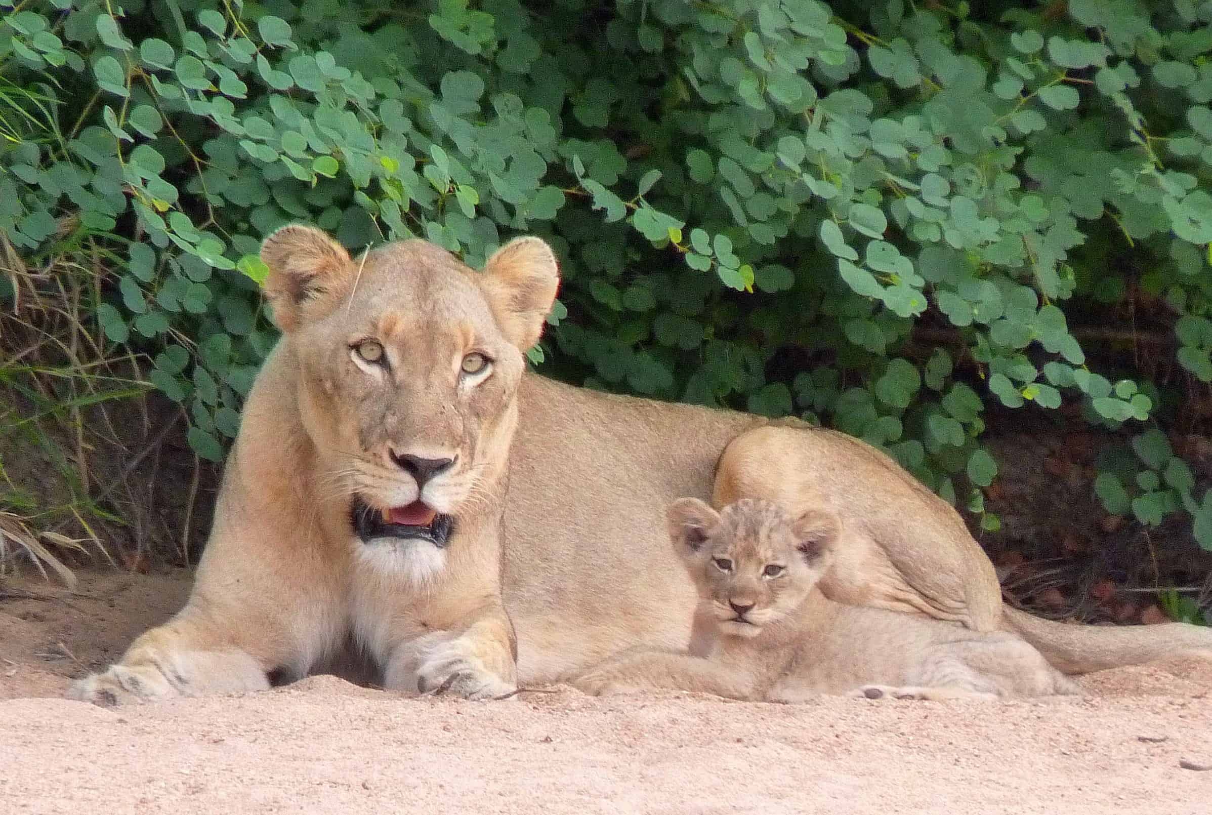 Lions in Kruger National Park