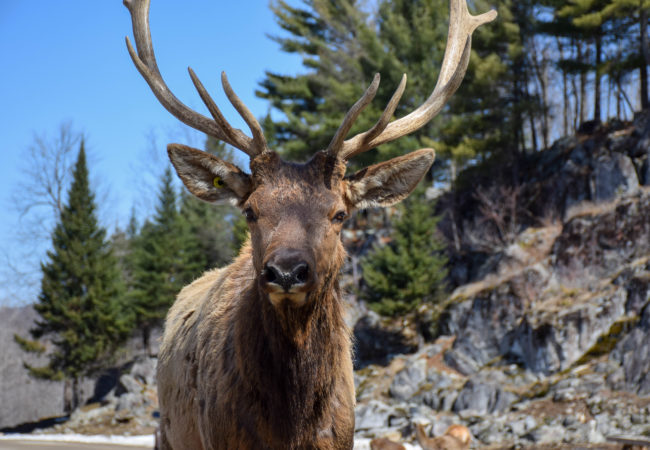 Amazing Wildlife Watching on a Canadian Safari