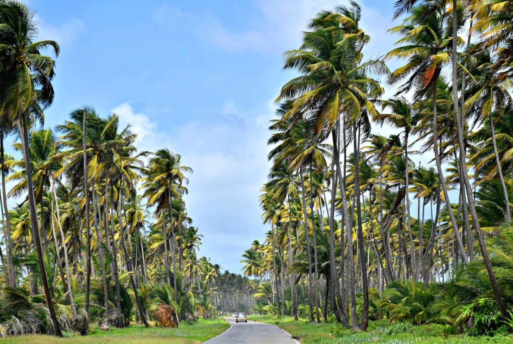 Lessons in Liming on the Coconut Road, Trinidad