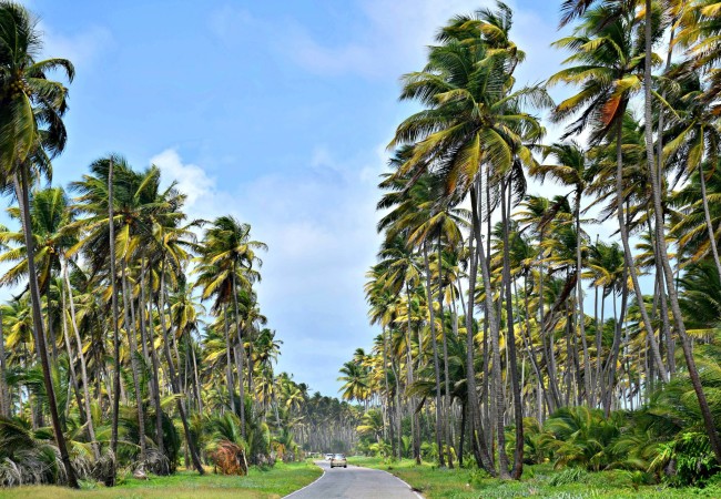 Lessons in Liming on the Coconut Road, Trinidad