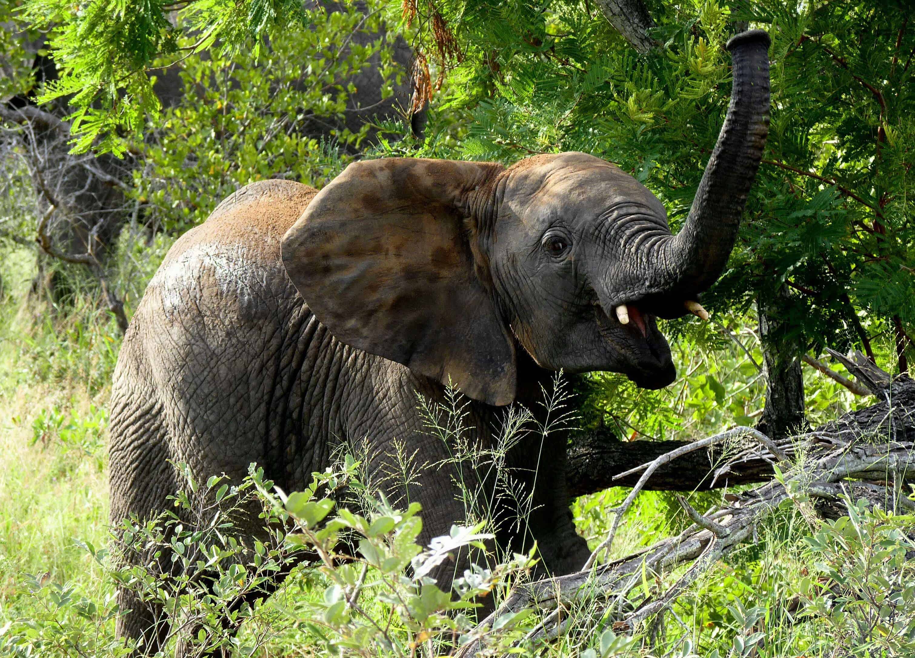 african safari safety tips