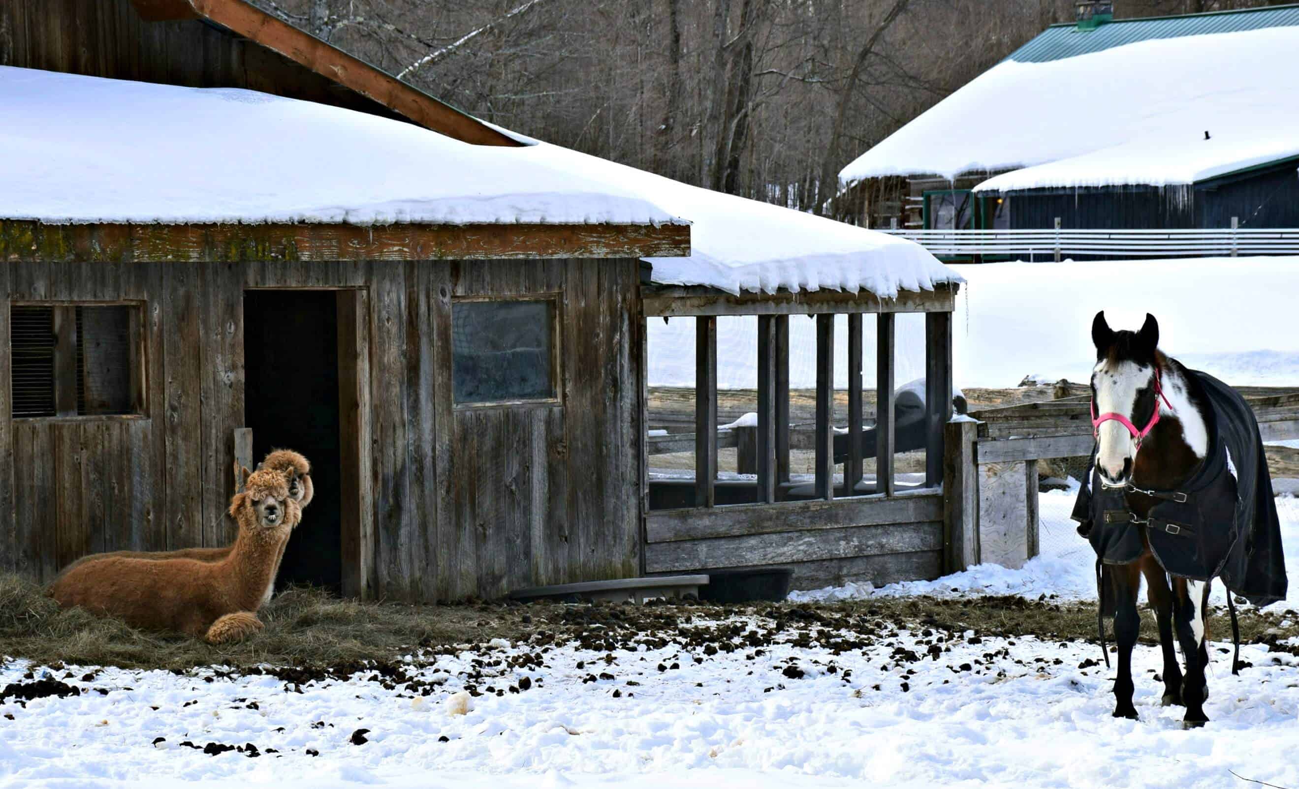 sugar shacks in Canada