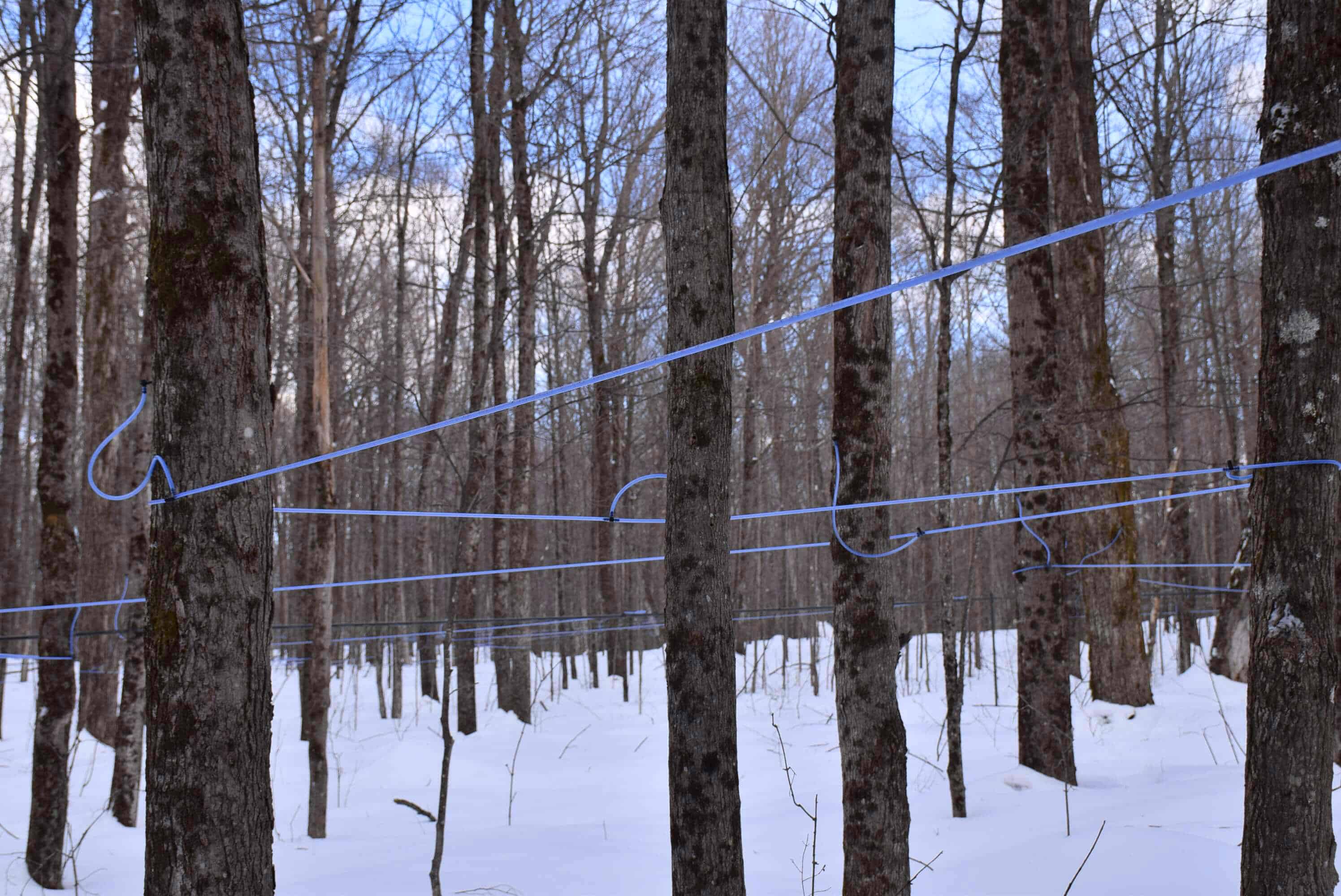 sugar shacks in Canada