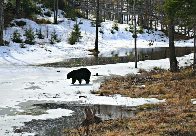 Photo of the Week:  Signs of Spring