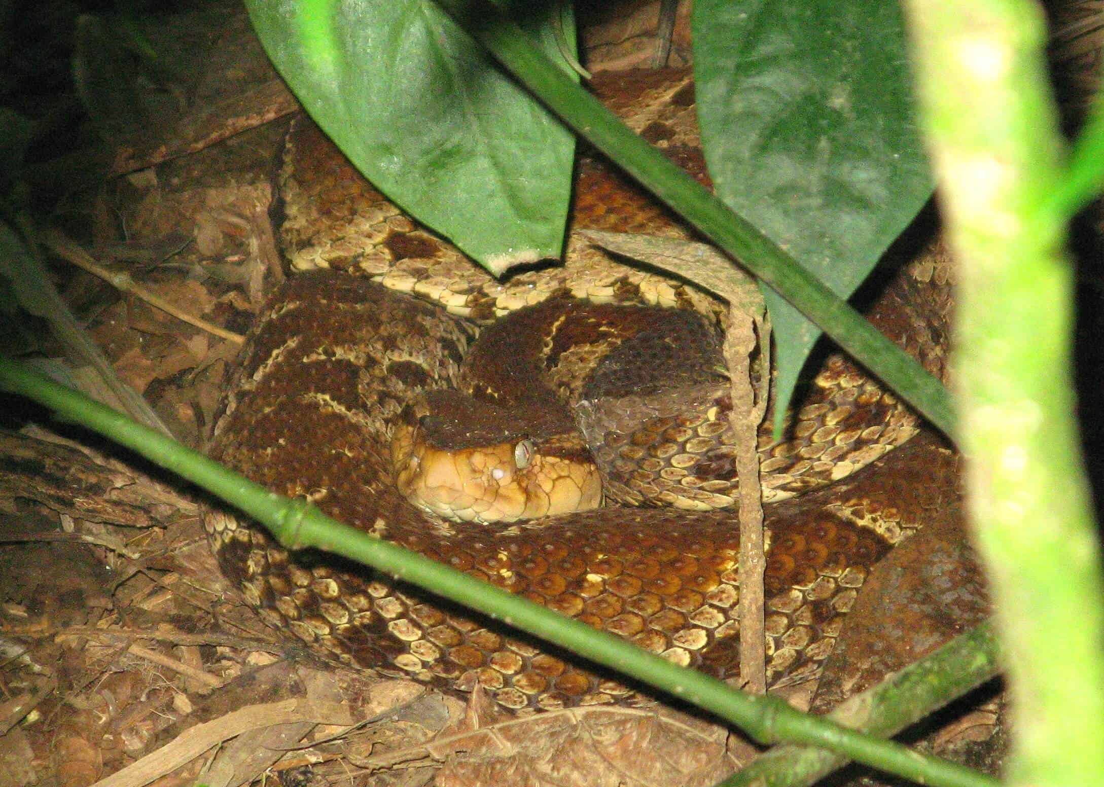 Viper, Costa Rica