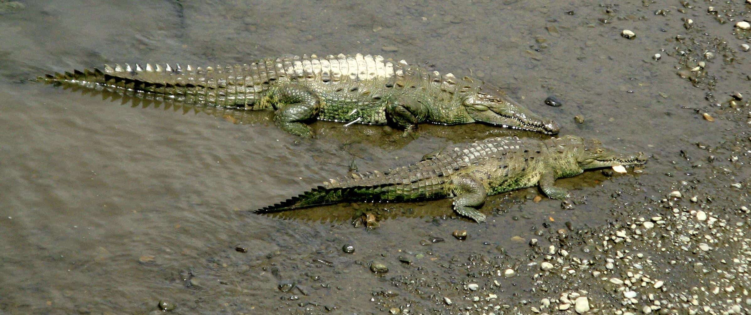 Crocs in Costa Rica