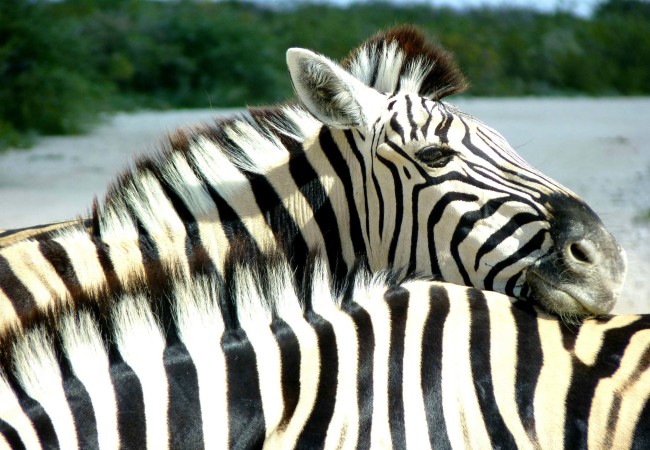 Photos of the Week:  Zebras!