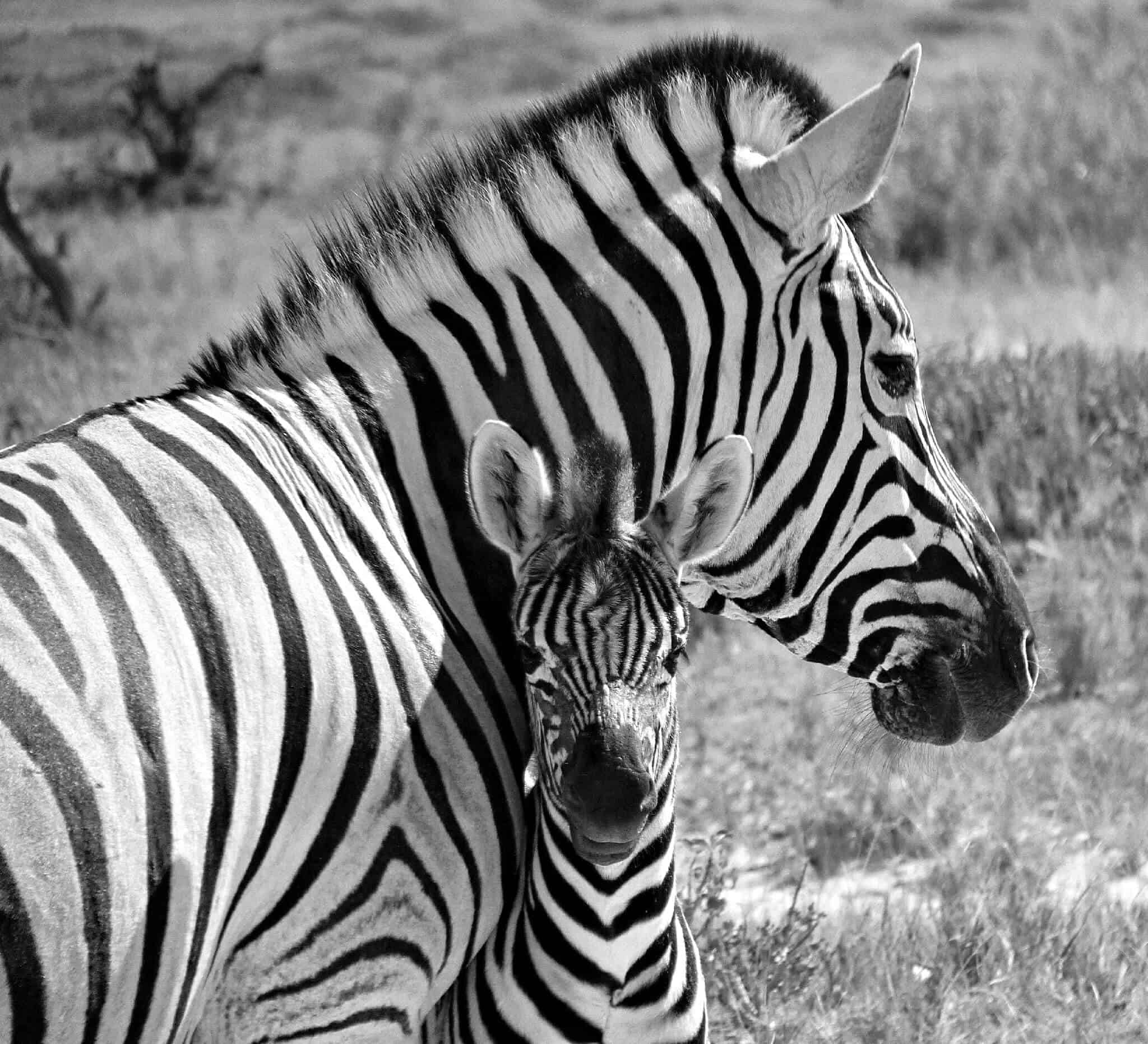 Zebra and Baby, Namibia