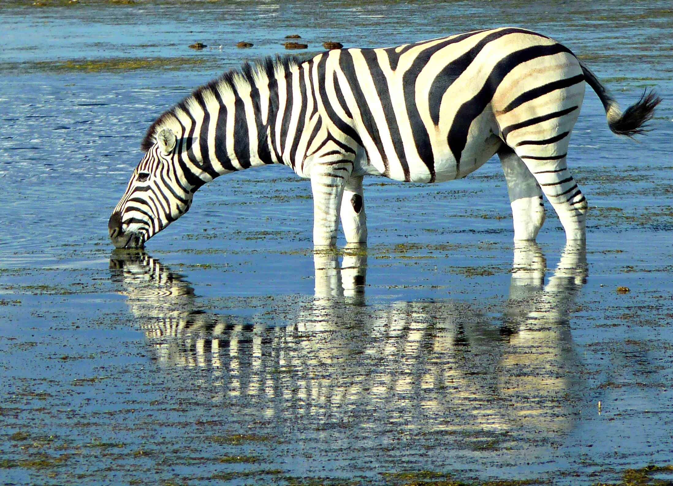 Zebra Reflection, Namibia