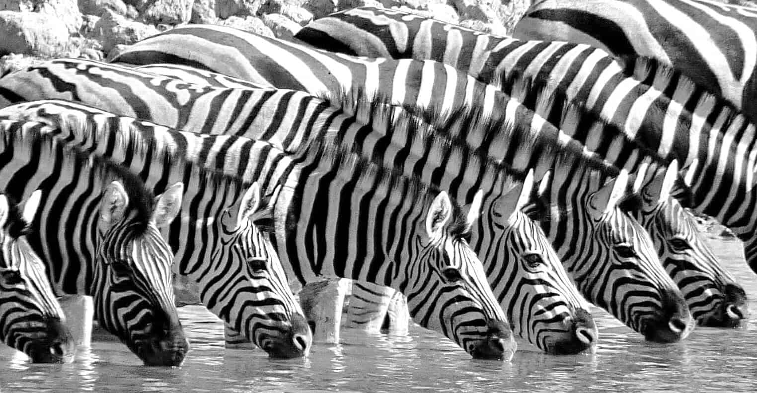 Zebras, Namibia