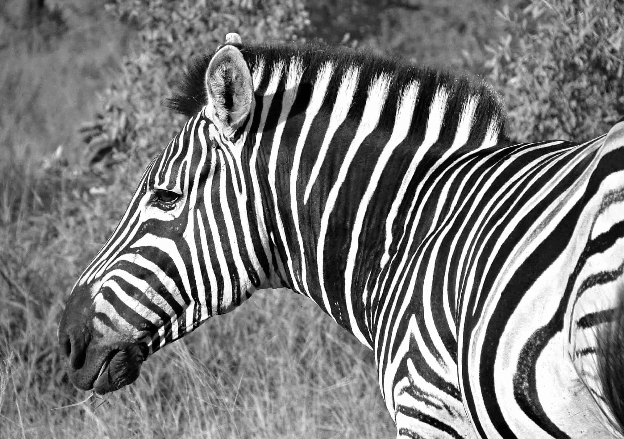 Zebra, South AFrica