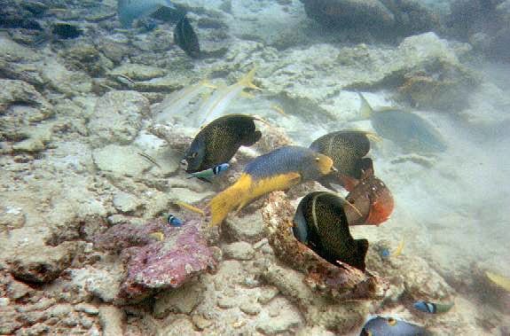 The Buccoo Reef Tobago