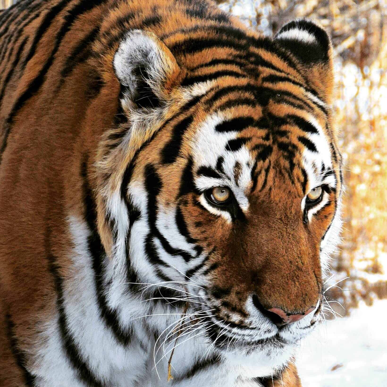 Tiger, Calgary Zoo