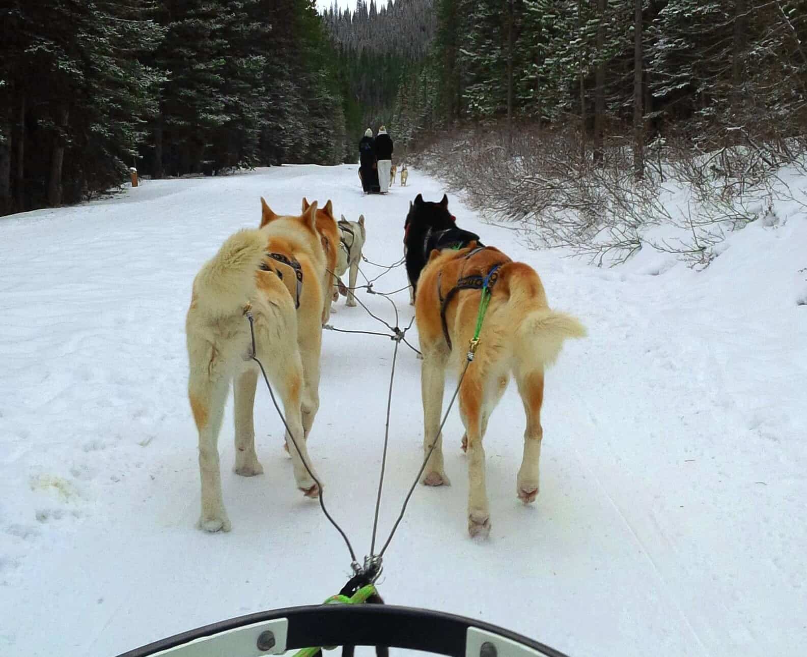 Dog sledding, Canmore, Alberta