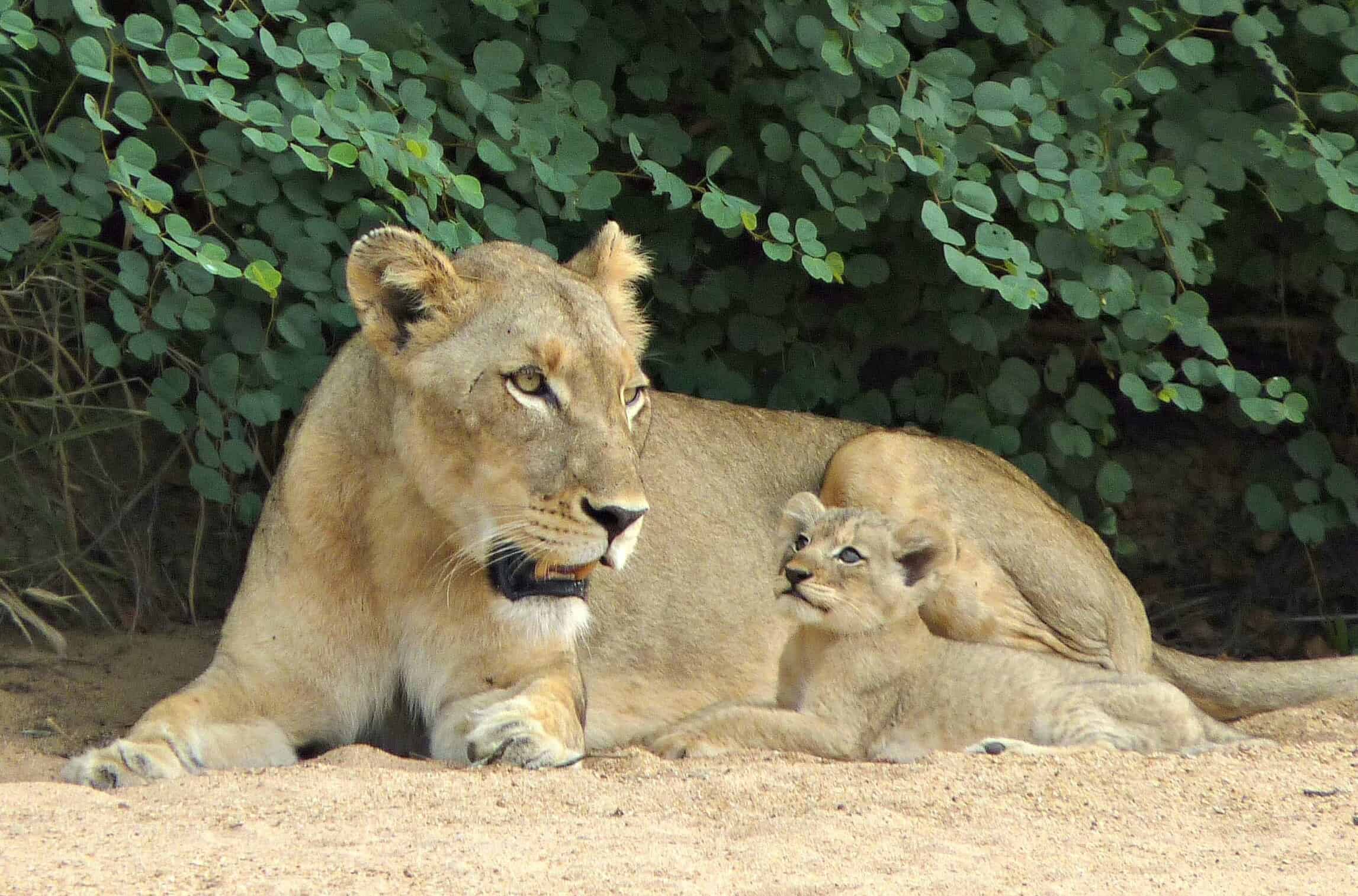 Lion & Cub, Kruger National Park, on the list to see the Big 5 on safari