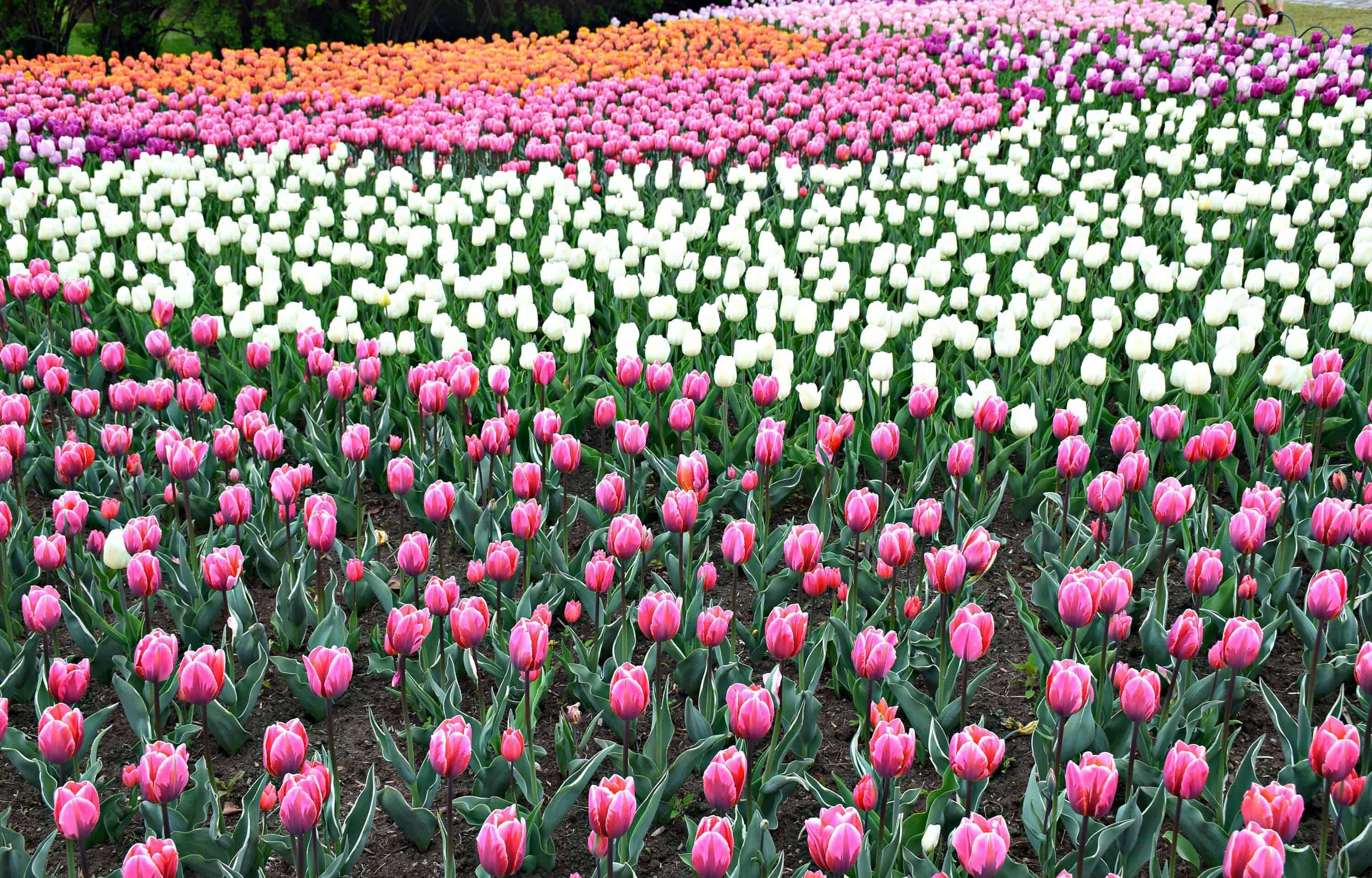 Canadian Tulip Festival