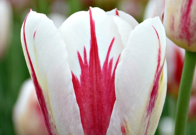 Photos of the Week:  Tulips!