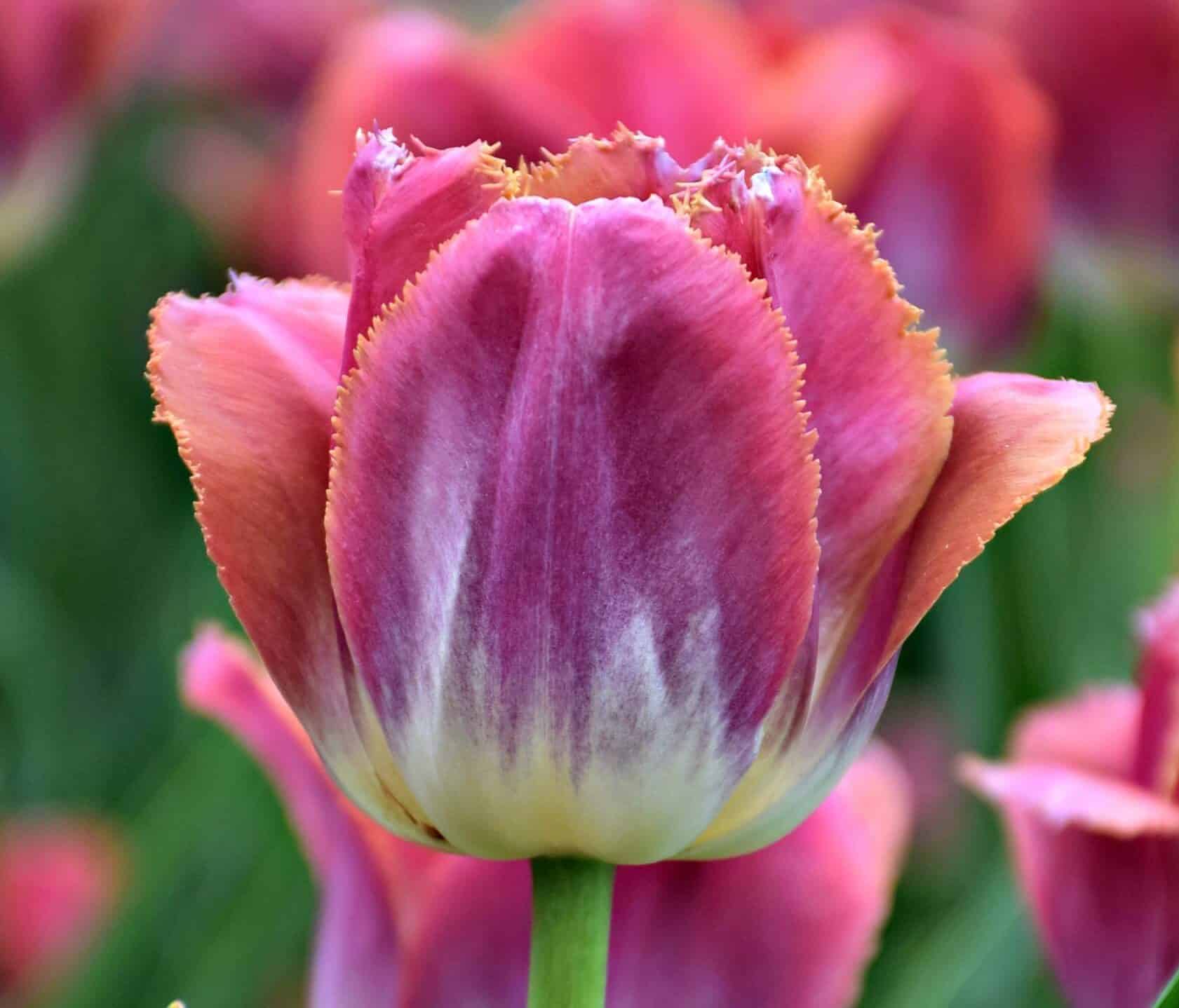 Canadian Tulip Festival