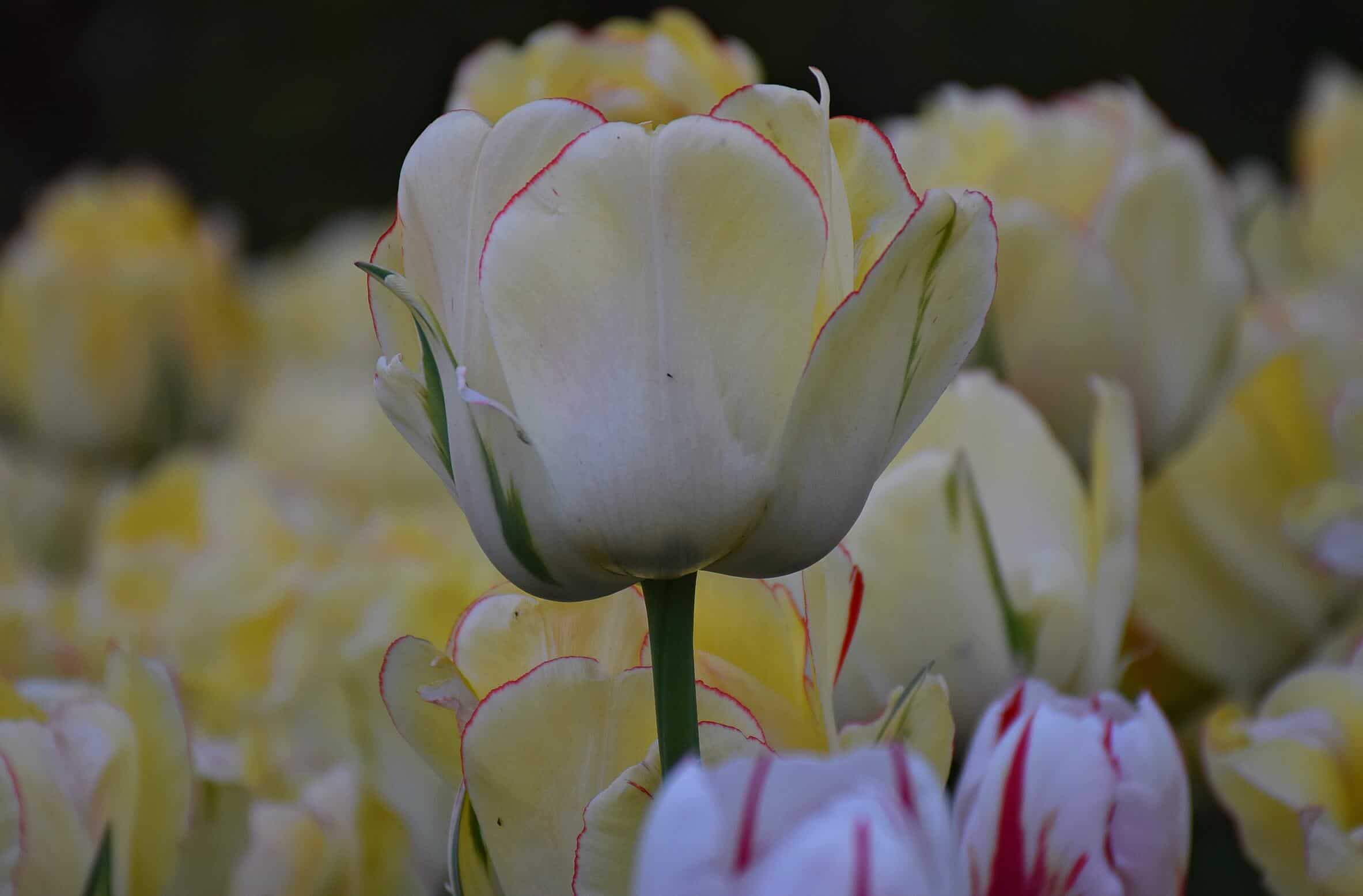 Canadian Tulip Festival