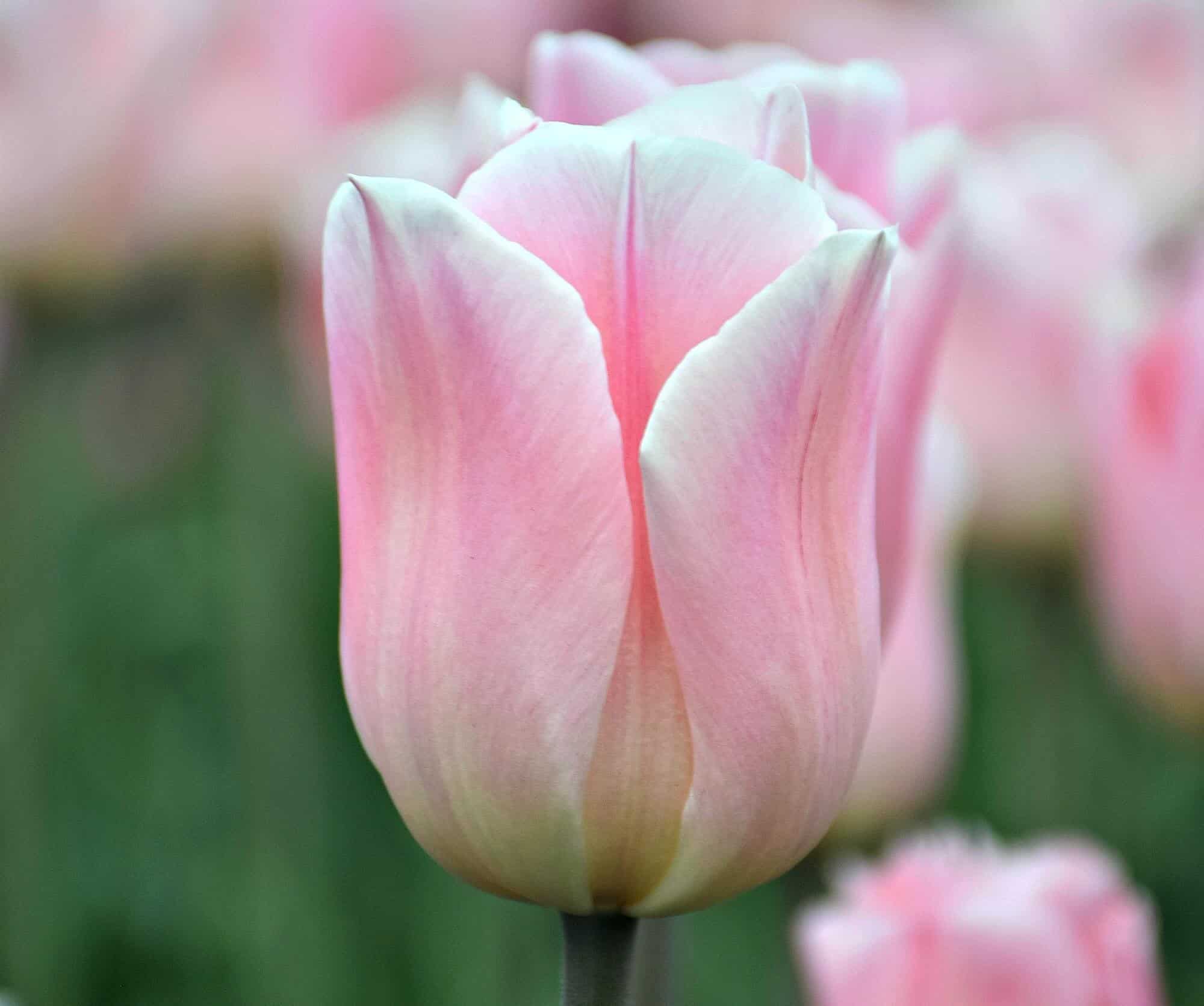 Canadian Tulip Festival
