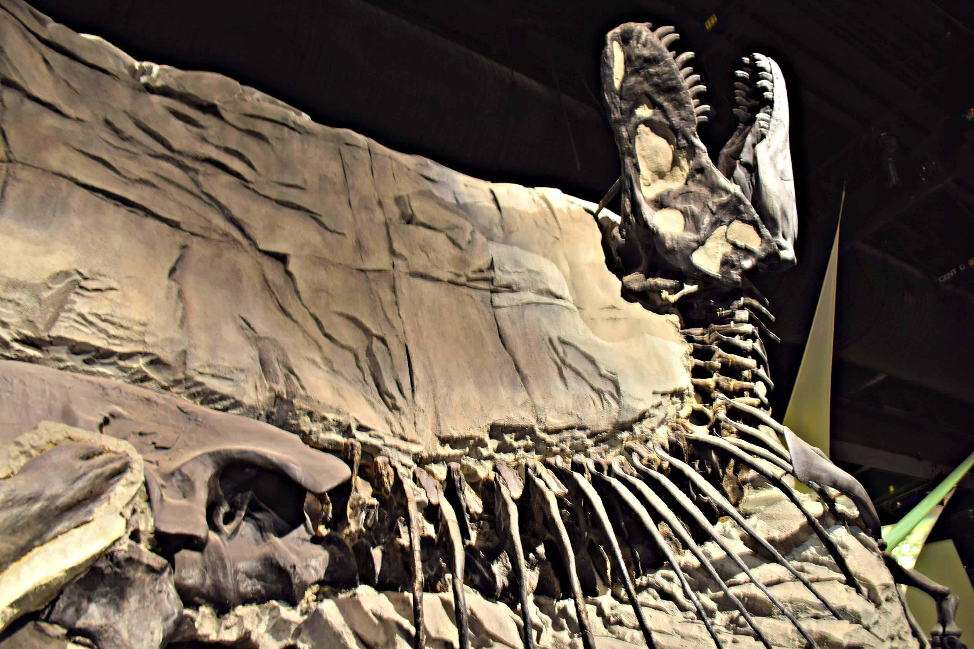 a T-rex skeleton at the Royal Tyrell Museum of Palaeontology