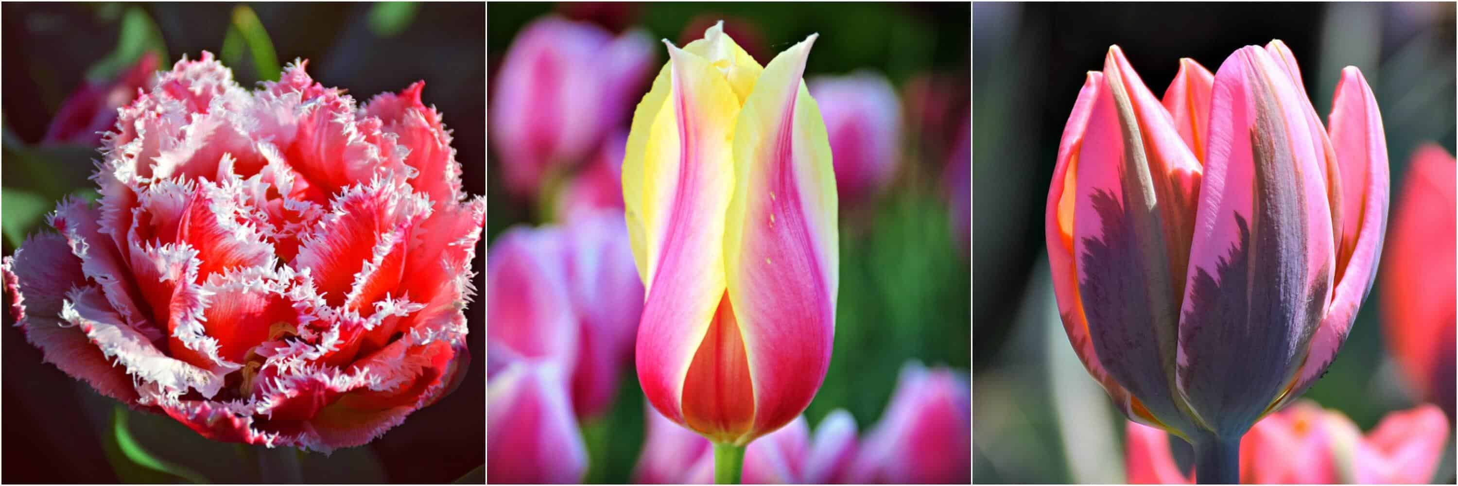Guide to the Canadian Tulip Festival in Ottawa