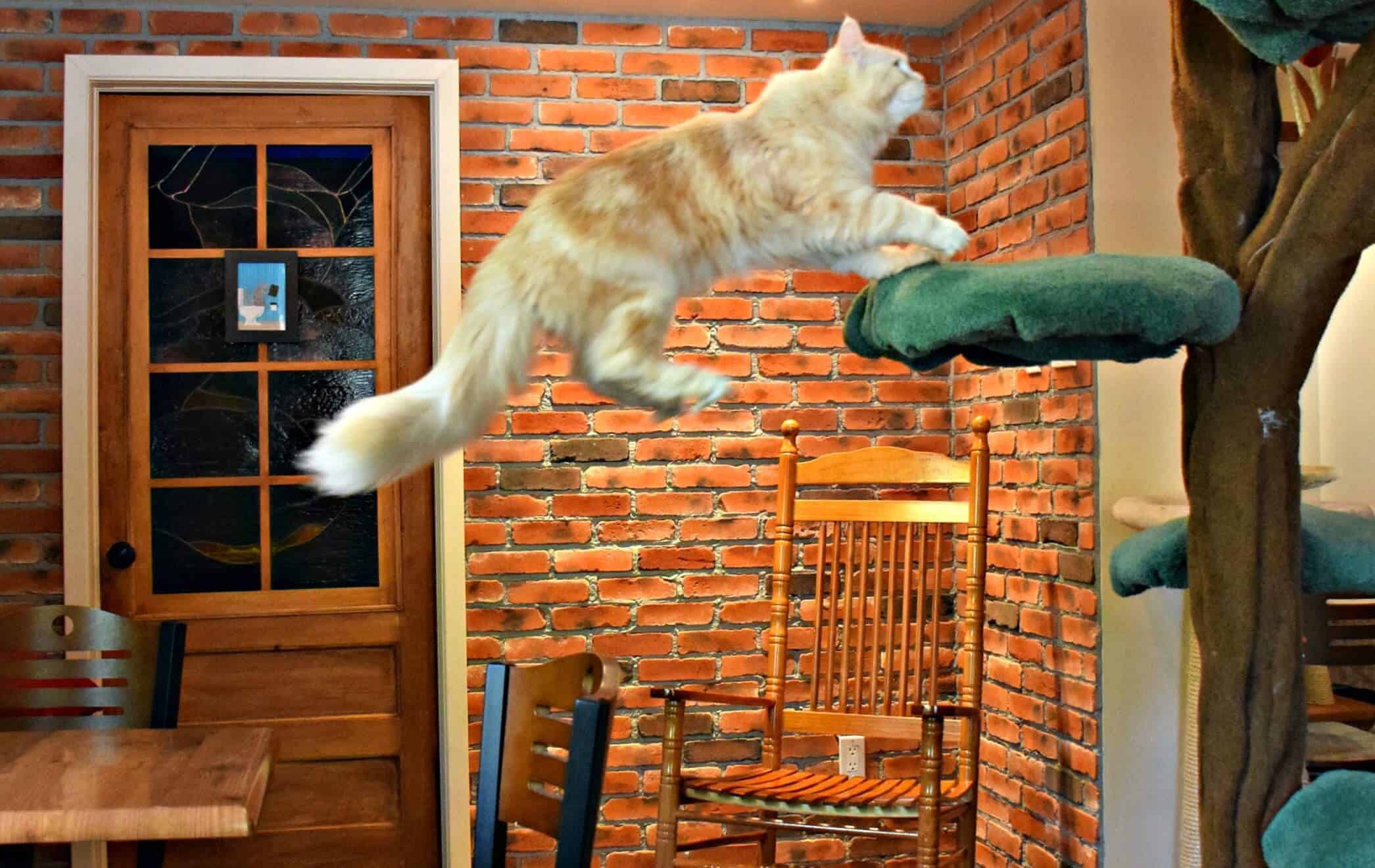 Siberian Cat Cafe, Canada