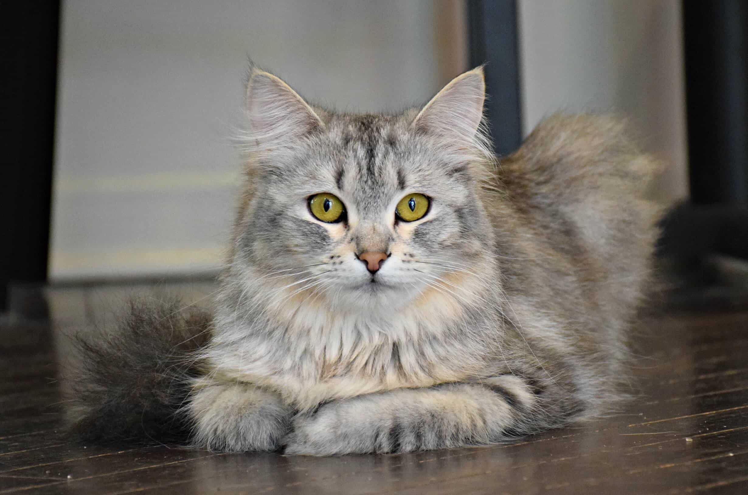 Siberian Cat Cafe, Canada