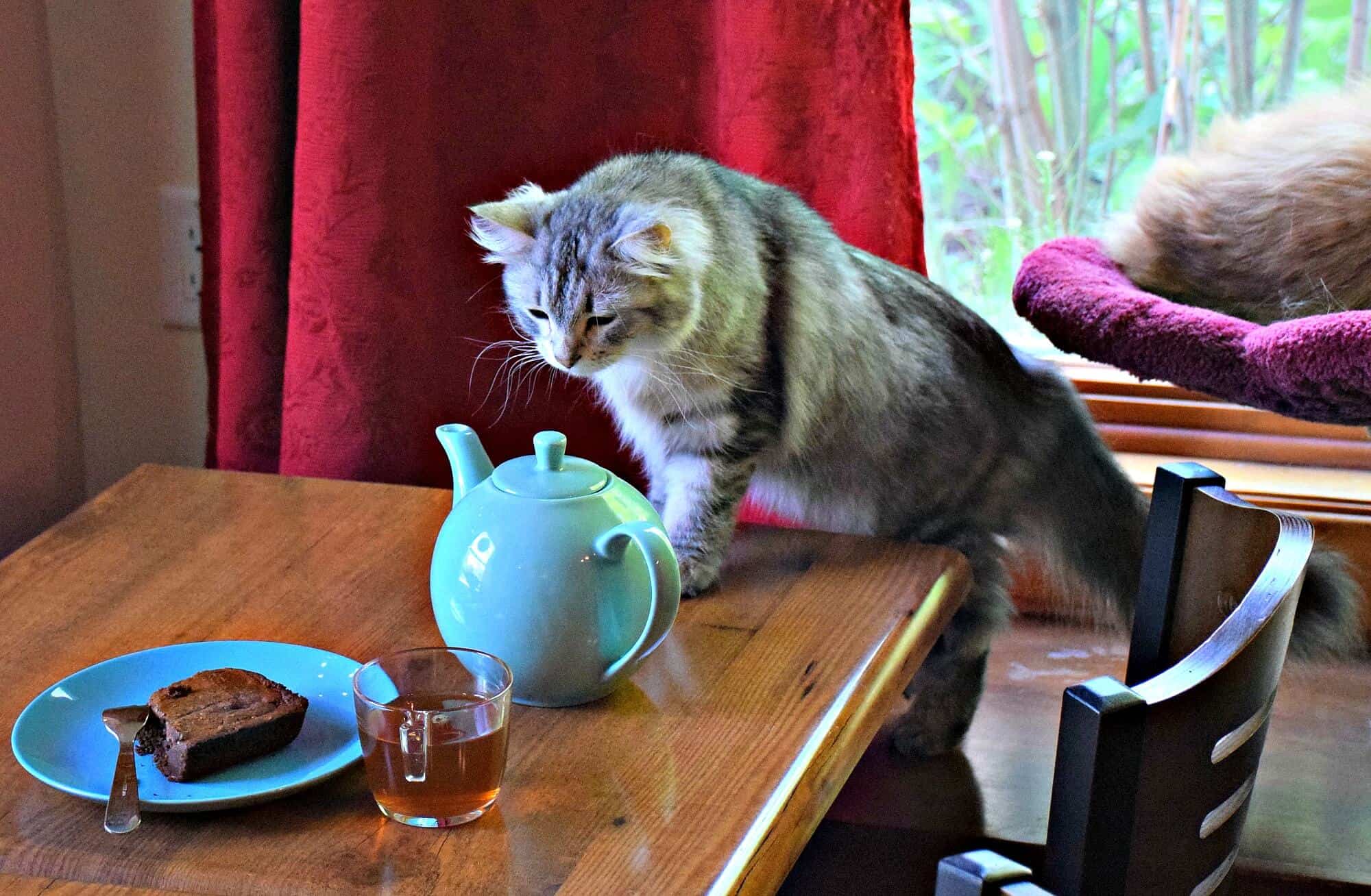 Siberian Cat Cafe, Canada